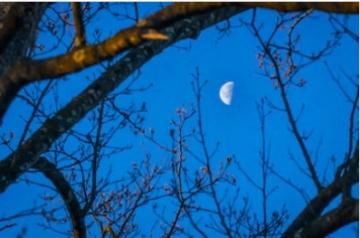 蠍座の下弦の月